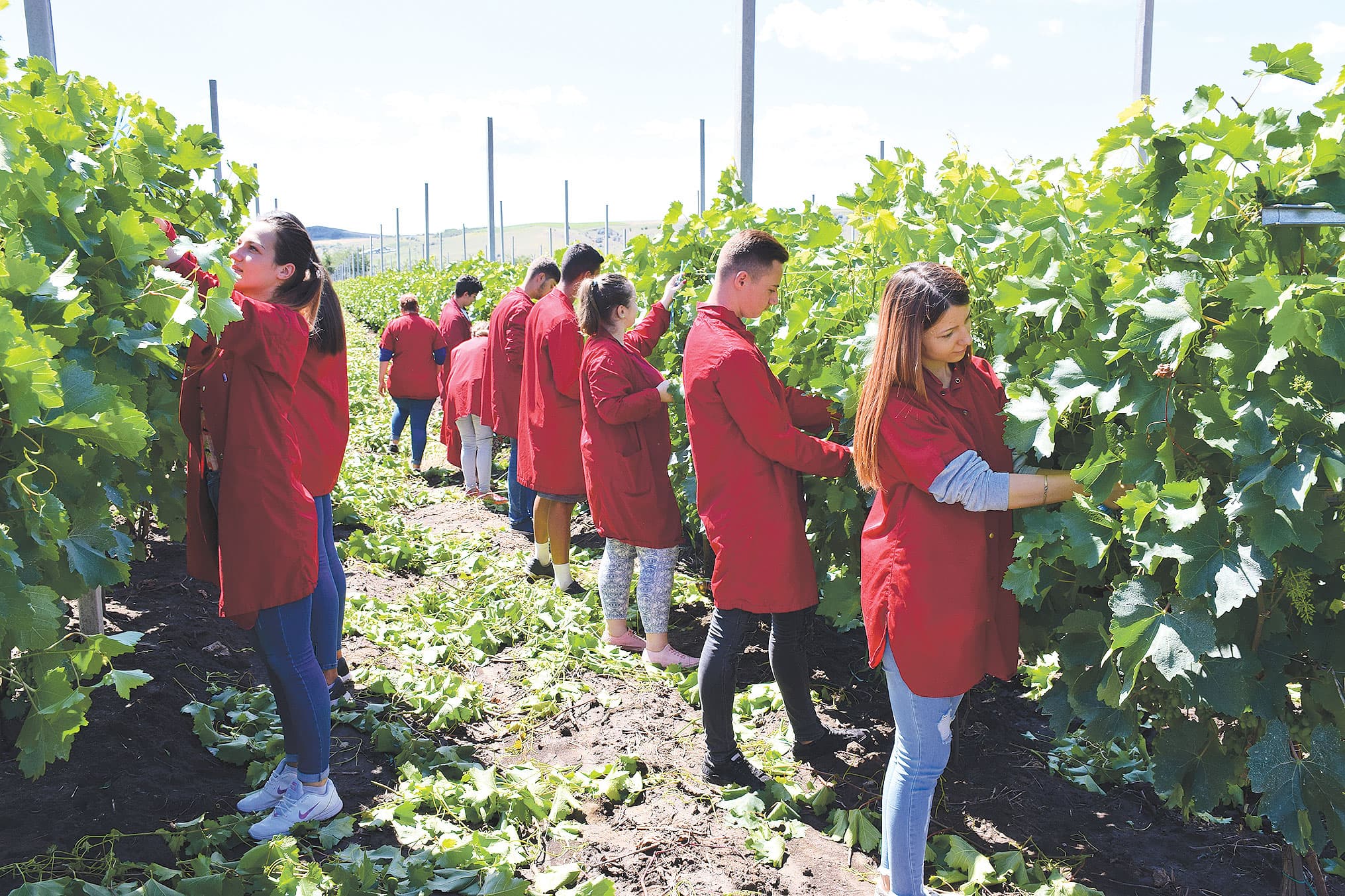 Agricultura